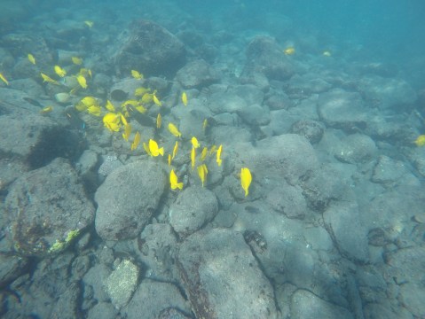 DCIM100GOPROGOPR0512.