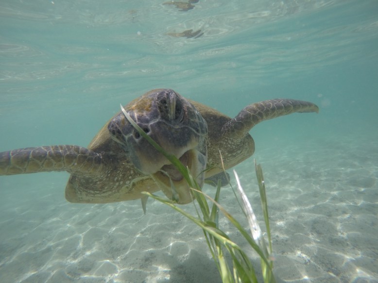 DCIM100GOPROGOPR0631.