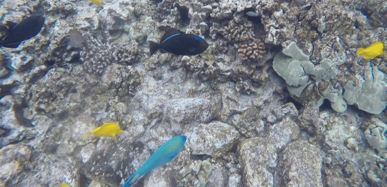 Screen Shot 2017-06-01 at 4.23.02 pm.png